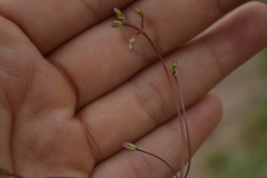 Phemeranthus palmeri