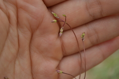 Phemeranthus palmeri