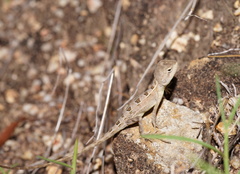Diporiphora australis
