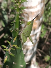 Sphenarium mexicanum