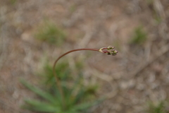 Phemeranthus palmeri