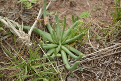 Phemeranthus palmeri