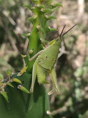 Sphenarium mexicanum