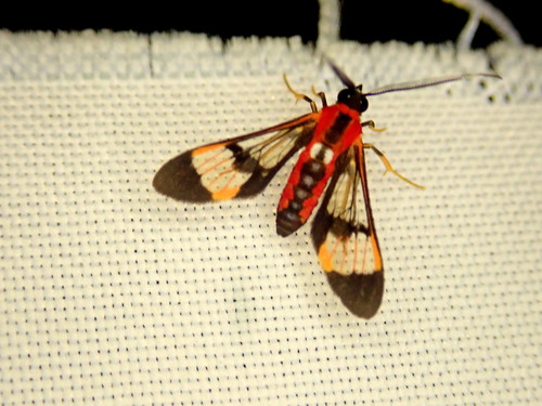 Loxophlebia picta