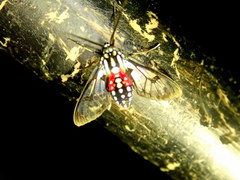 Poecilosoma eone