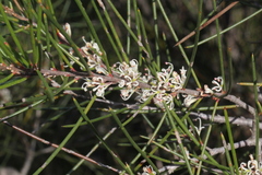 Hakea actites