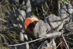 Hakea actites