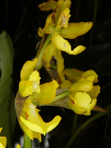 Warszewiczii Oncidium