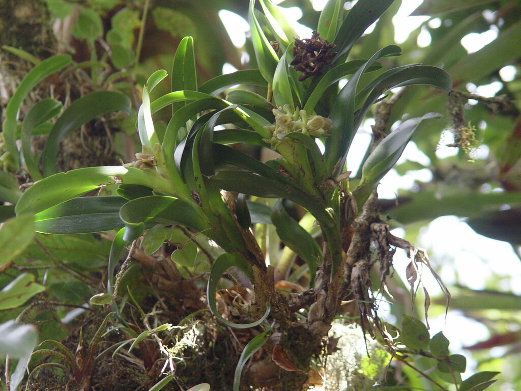 Epidendrum villegastigma Hágsater & García-Cruz