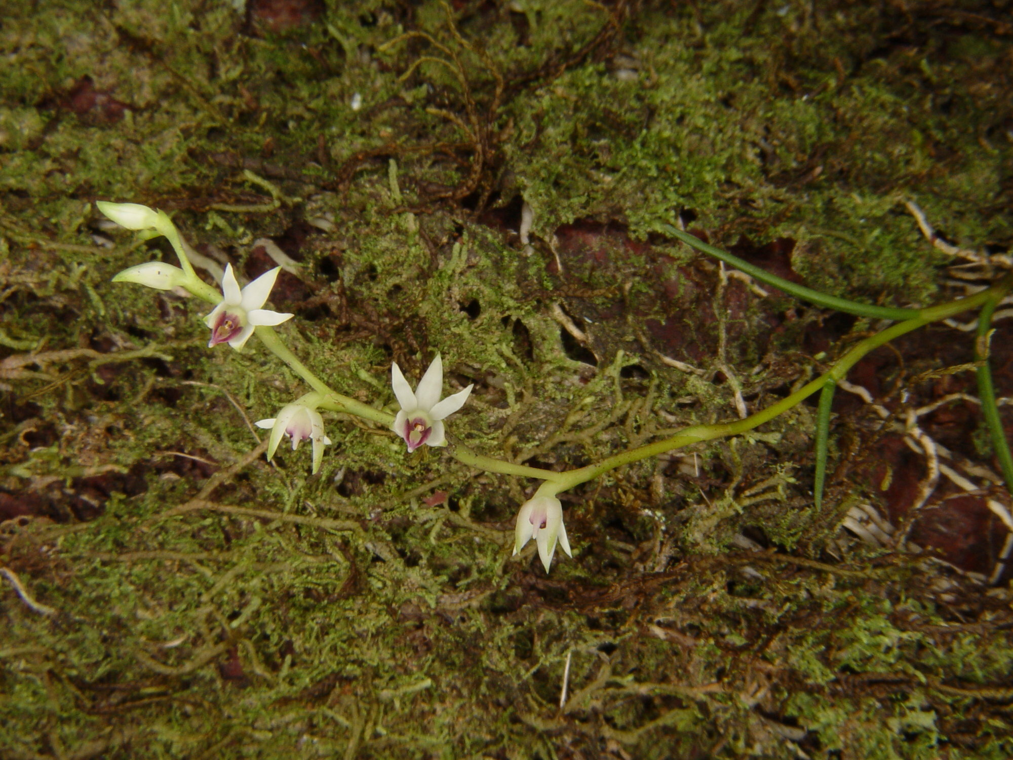 Epidendrum talamancanum (J.T.Atwood) Mora-Ret. & García Castro