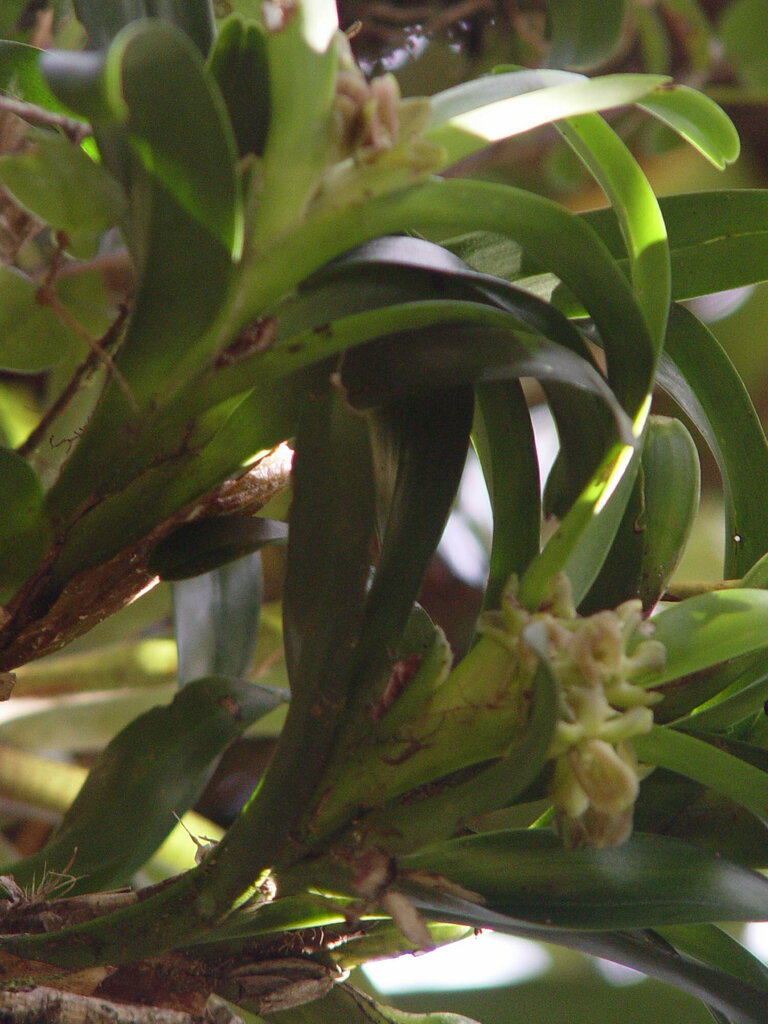 Epidendrum villegastigma Hágsater & García-Cruz 2