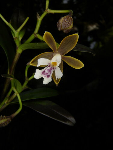 Epidendrum parviexasperatum (Hágsater) Hágsater 2