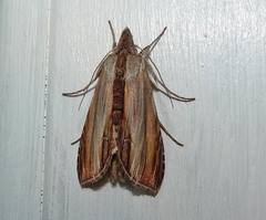 Cucullia convexipennis