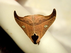Hylesia nanus