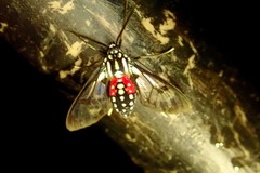 Poecilosoma eone