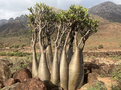 Adenium obesum
