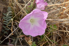 Ipomoea durangensis