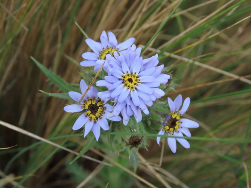 Image of Perezia multiflora by (c) Nicolas Olejnik, some rights reserved (CC BY)