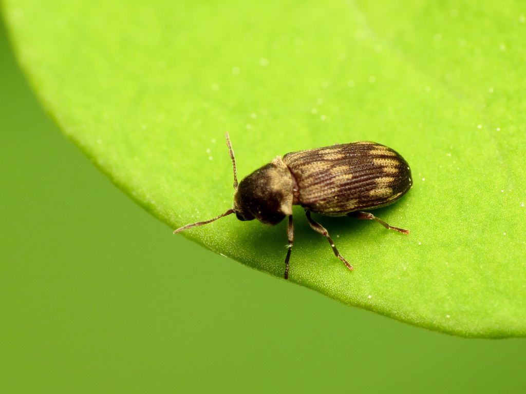 Marked Death-watch Beetle