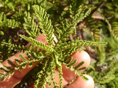 Chamaebatia australis