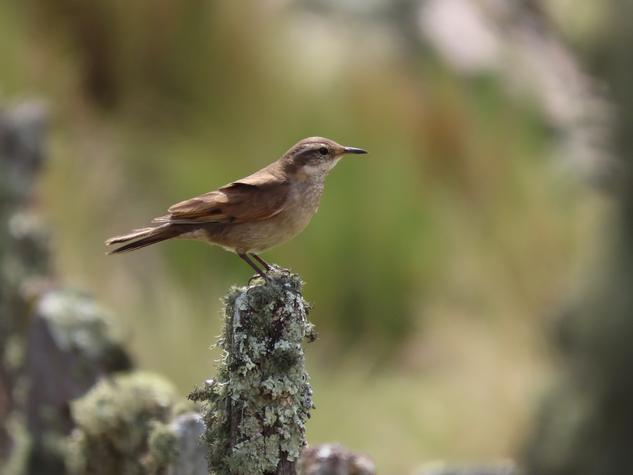 Cordoba Cinclodes (Cinclodes comechingonus)