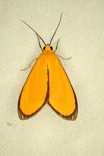 Uranophora atricincta