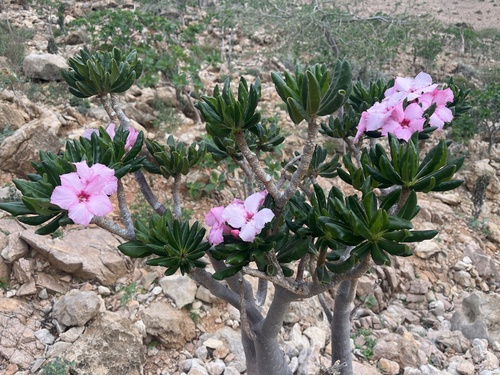 Adenium obesum