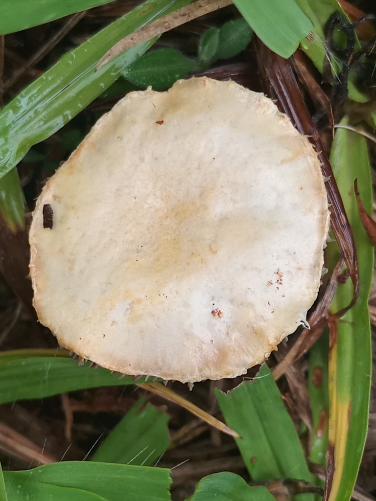 Stropharia coronilla