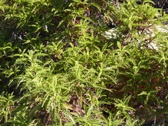 Chamaebatia australis