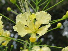 Caesalpinia pulcherrima flava