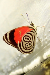 Diaethria clymena