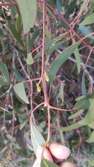 Eucalyptus goniocalyx