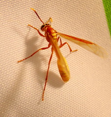 Apoica