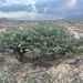 Acacia edgeworthii