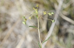 Cleomella parviflora