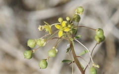 Cleomella parviflora