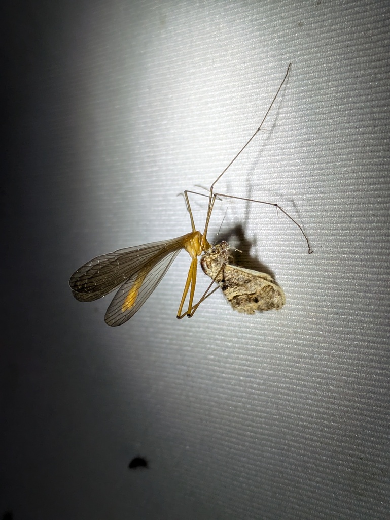 Bittacus henryi