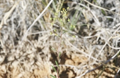 Cleomella parviflora