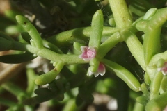 Nitrophila occidentalis