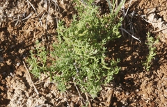 Nitrophila occidentalis