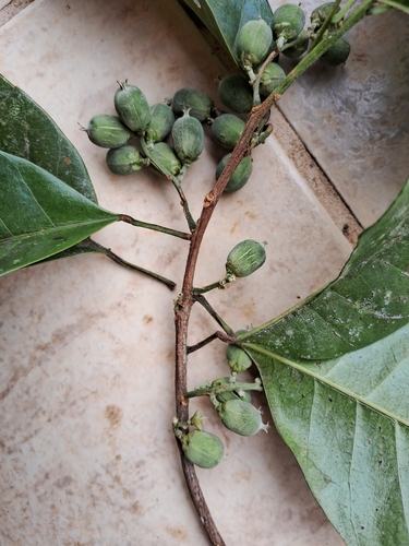 Pogonophora schomburgkiana (Pogonophora schomburgkiana)