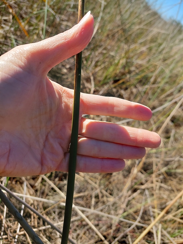 rushes from Brunswick, GA 31525, USA on December 12, 2024 at 12:26 PM ...