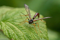 Megarhyssa nortoni