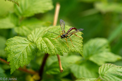 Megarhyssa nortoni