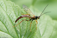 Megarhyssa nortoni