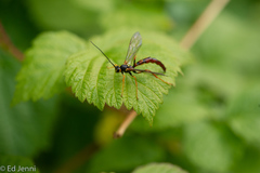 Megarhyssa nortoni