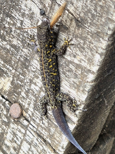 Indian Day Gecko, Cnemaspis indica