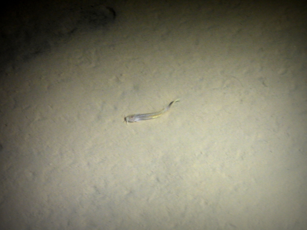 Ituglanis bambui