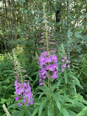 Chamaenerion angustifolium