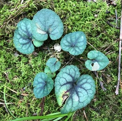 Viola walteri